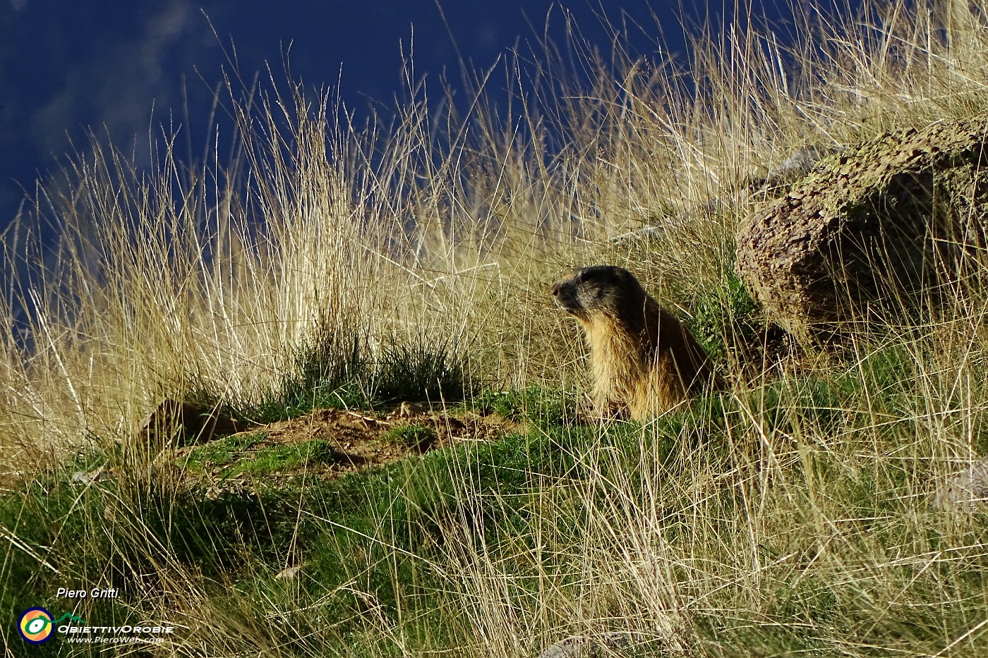 12 Marmotta guarda in basso.JPG